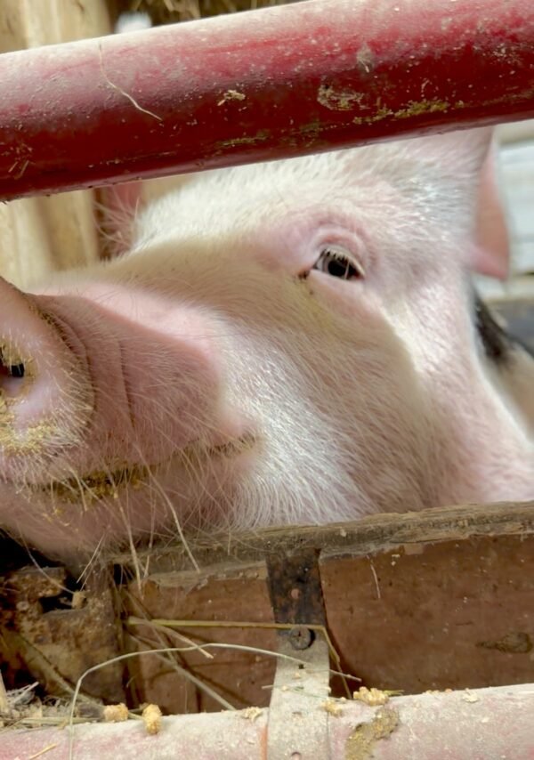 Tinker Bell 🐷💗 She will obnoxiously squeal until she gets her grain and her morning…